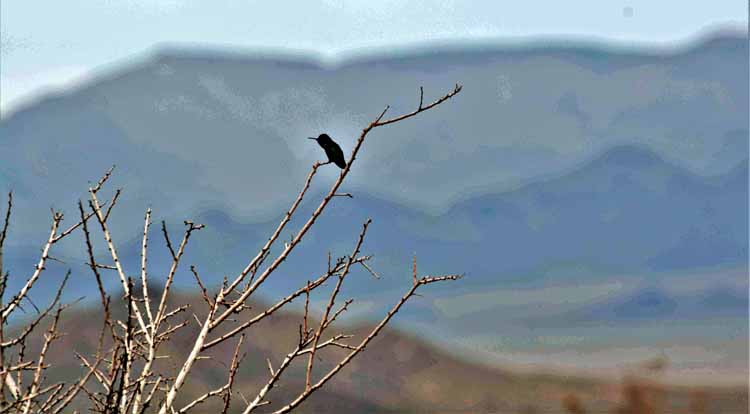 hummingbird in tree